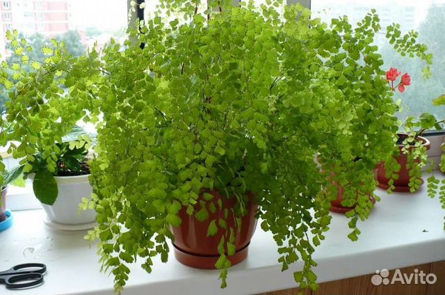 Адиантум или волос Венеры