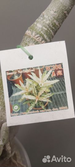 Адениум вариегатный