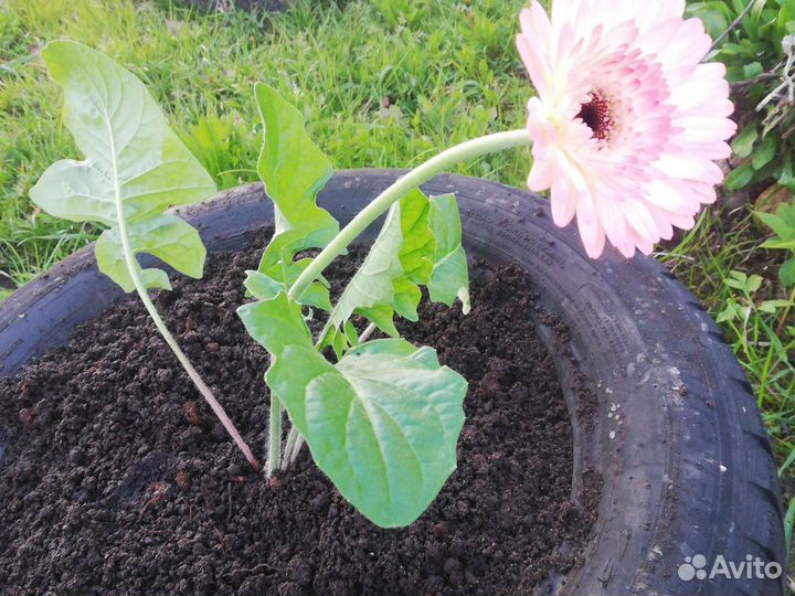 Молодой куст гербер