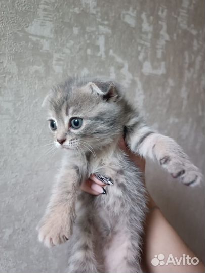 Вислоухие котята