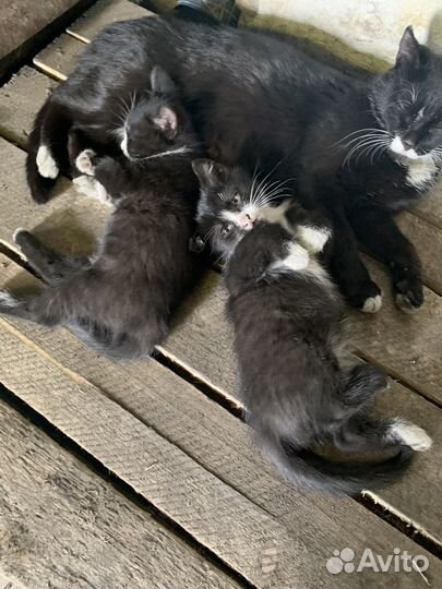 Котята черно белые