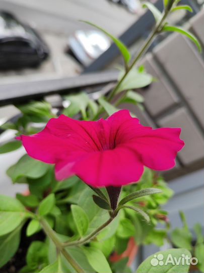 Петунья тайдал