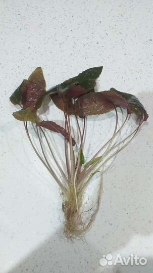 Криптокарина Нури