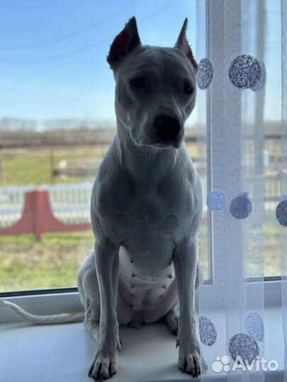 Щенки в хорошие руки