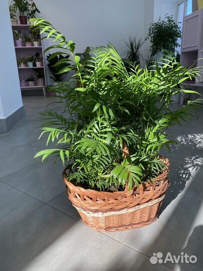 Пальма хамедорея, дипсис, ховея