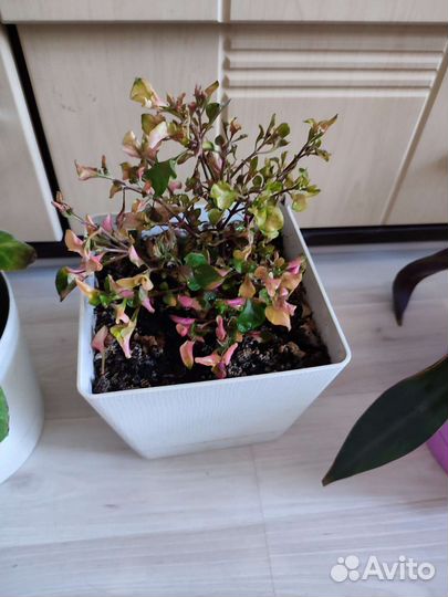 Комнатные цветы