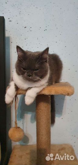 Британская короткошерстная кошка