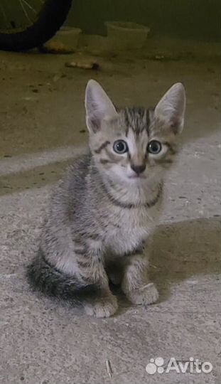 Котята в добрые руки бесплатно