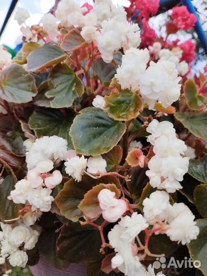 Бегония вечноцветущая белая