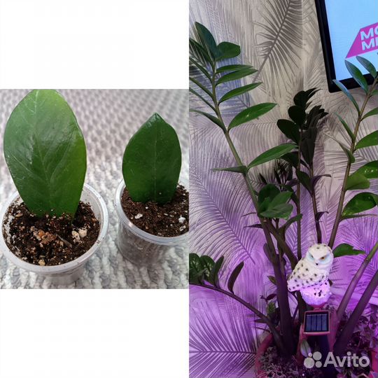 Комнатные растения