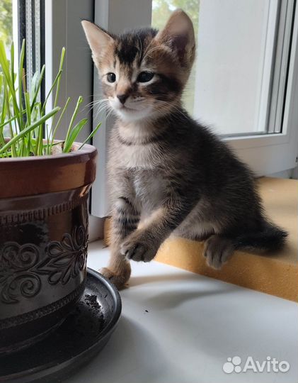 Котята метисы абиссинцы