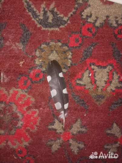 Перо пёстрого дятла