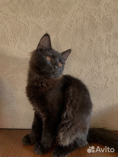 Чёрный котенок в добрые руки