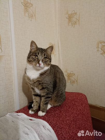 Кошка в дар бесплатно