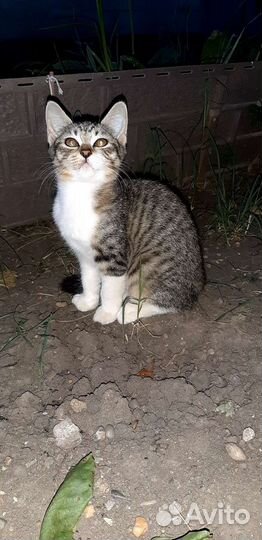 Котята бесплатно