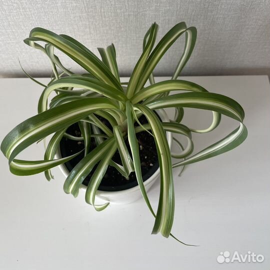 Хлорофитум кудрявый