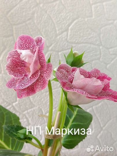 Глоксинии укорененные листья