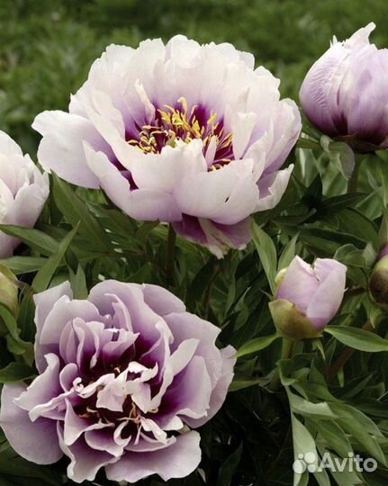 Пионы сортовые гибрид