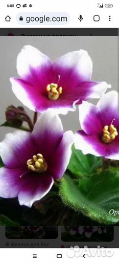 Фиалки,уже цвели