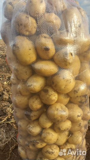 Овощи и фрукты