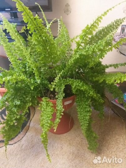 Папоротник комнатный