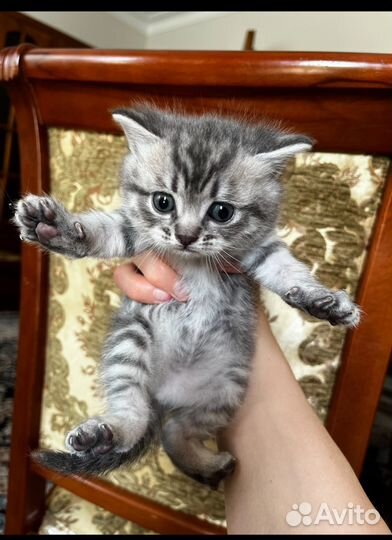 Котята домашние