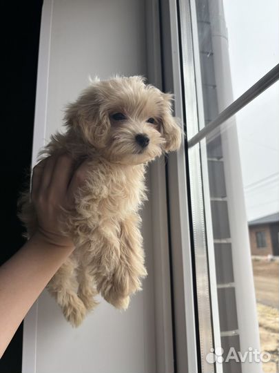 Девочки Мальтипу f1 готовы к продаже