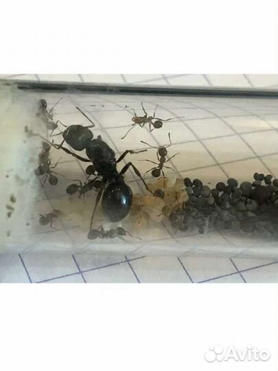Муравьи Messor Structor (степные жнецы)