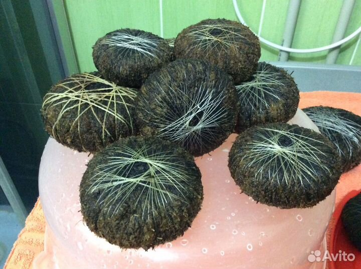 Вабикусы - питательные для аквариумных растений