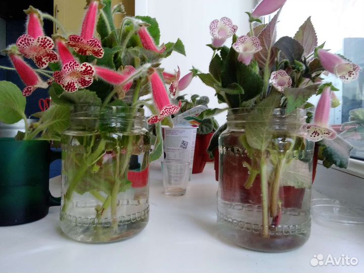 Растения для флорариума