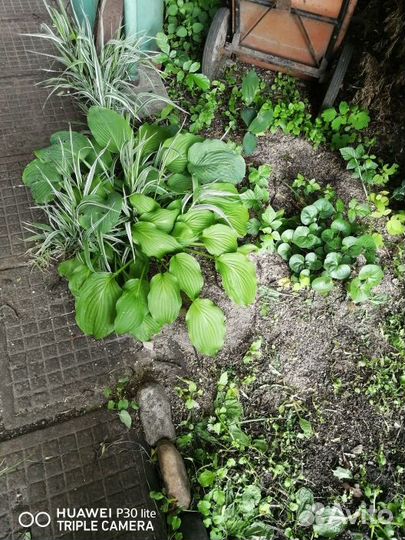 Продам хосту