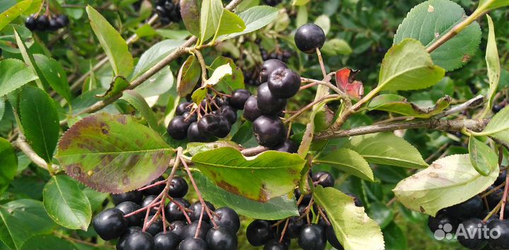 Черноплодная рябина