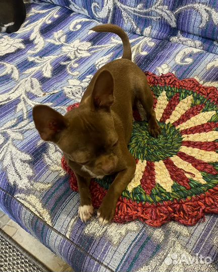 Жених Чих (мальчик красавчик)вязка