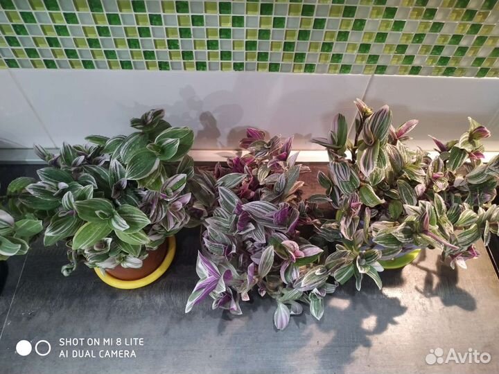 Традесканция нанук