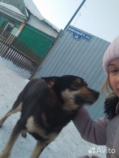 Самая добрая собака на земле