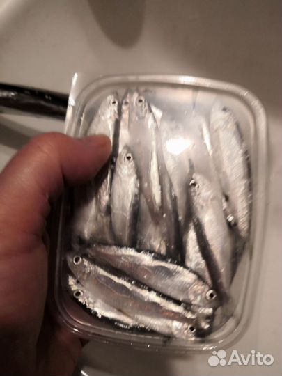 Тюлька оптом