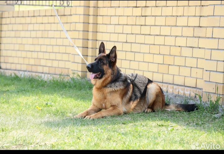 Немецкая овчарка вязка