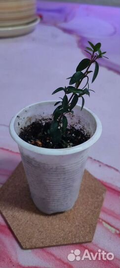 Мирт укорененные черенки