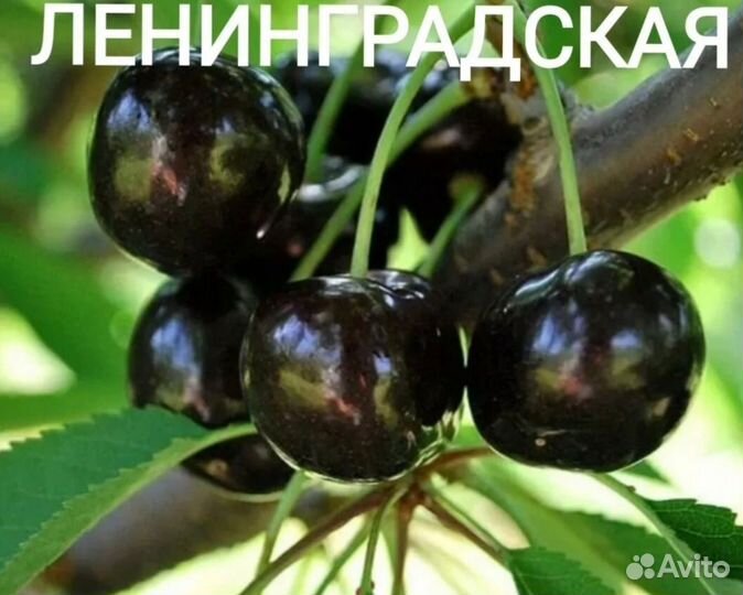 Саженцы черешни