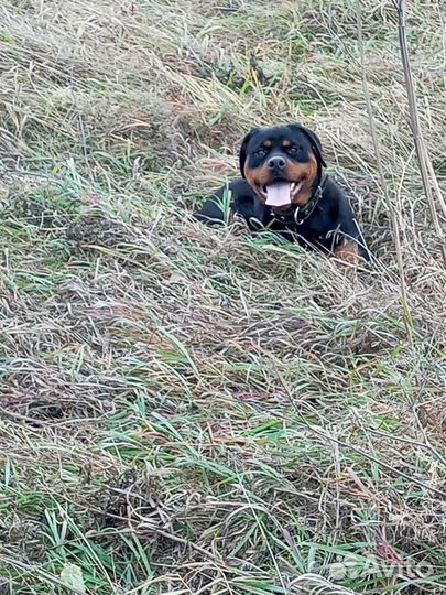 Ищем кобеля для вязки Белокуриха