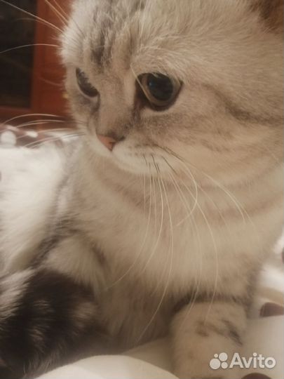 Кот в добрые руки