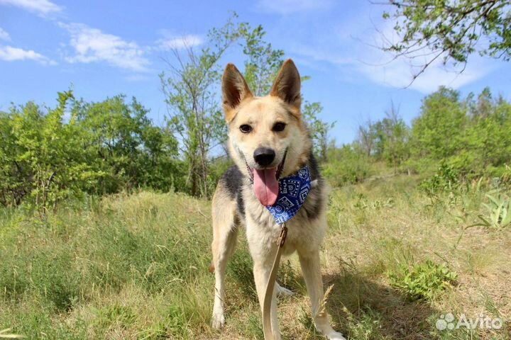 Собака Байкал