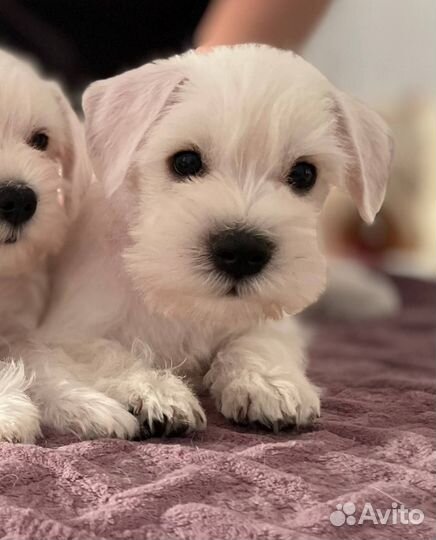 Цвергшнауцер щенки