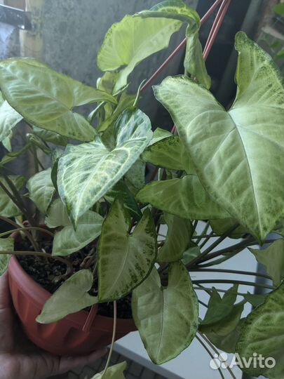 Сингониум white butterfly