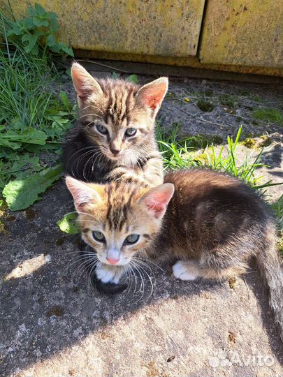 Котята бесплатно