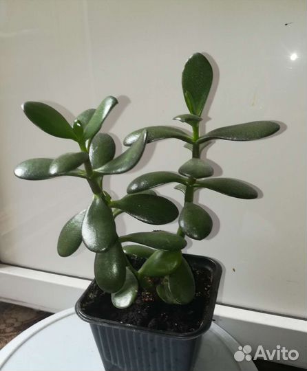 Денежное дерево (Толстянка)