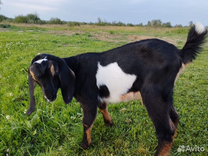 Англонубийские козы