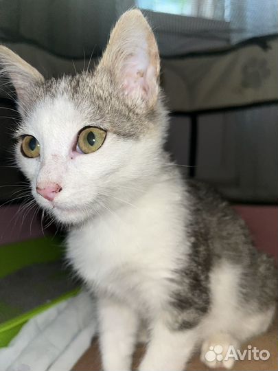 Кот отдам бесплатно