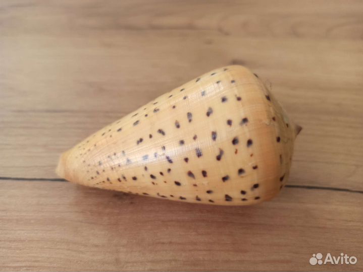 Морская раковина