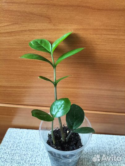 Замиокулькас